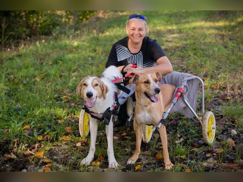 Rollihund KRUMEL - der zugängliche, brave Rüde sucht Menschen, die ihn trotz des Handicaps lieben!
