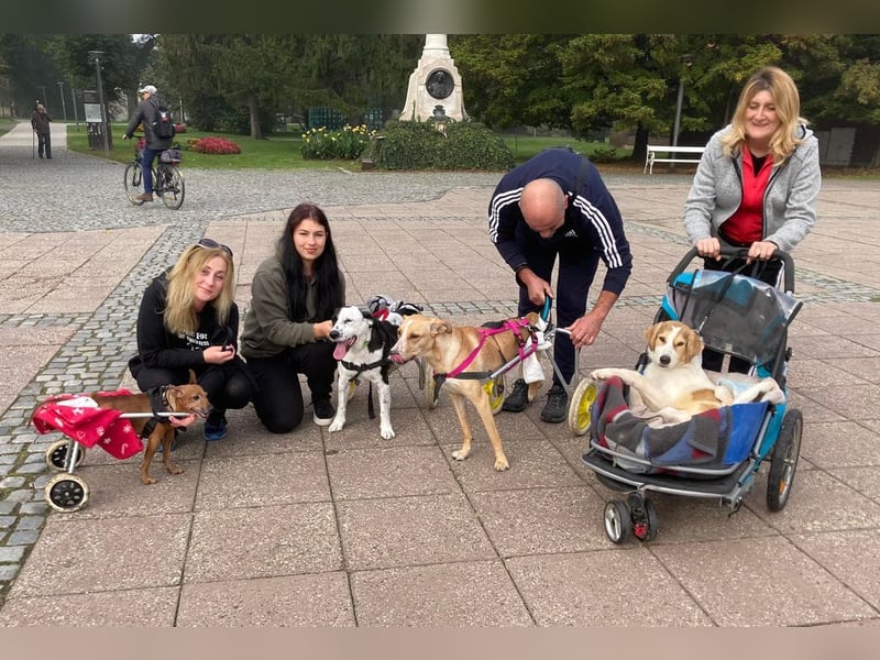 Rollihund KRUMEL - der zugängliche, brave Rüde sucht Menschen, die ihn trotz des Handicaps lieben!