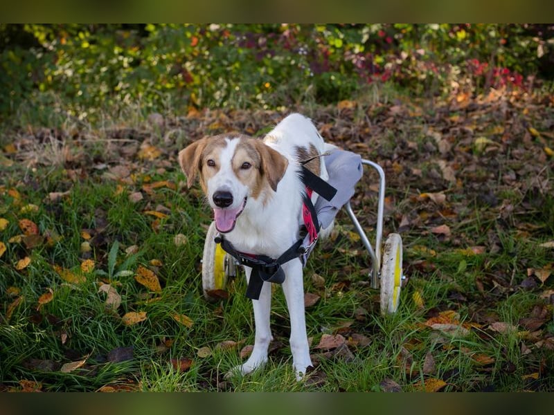 Rollihund KRUMEL - der zugängliche, brave Rüde sucht Menschen, die ihn trotz des Handicaps lieben!