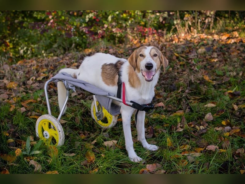 Rollihund KRUMEL - der zugängliche, brave Rüde sucht Menschen, die ihn trotz des Handicaps lieben!