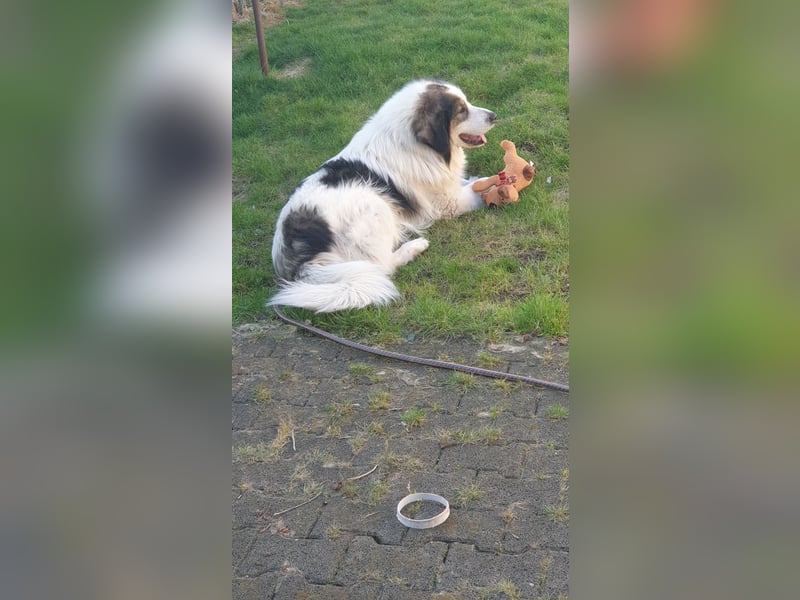 2 Torniakrüden suchen wegen Sterbefall dringend neues zu Hause