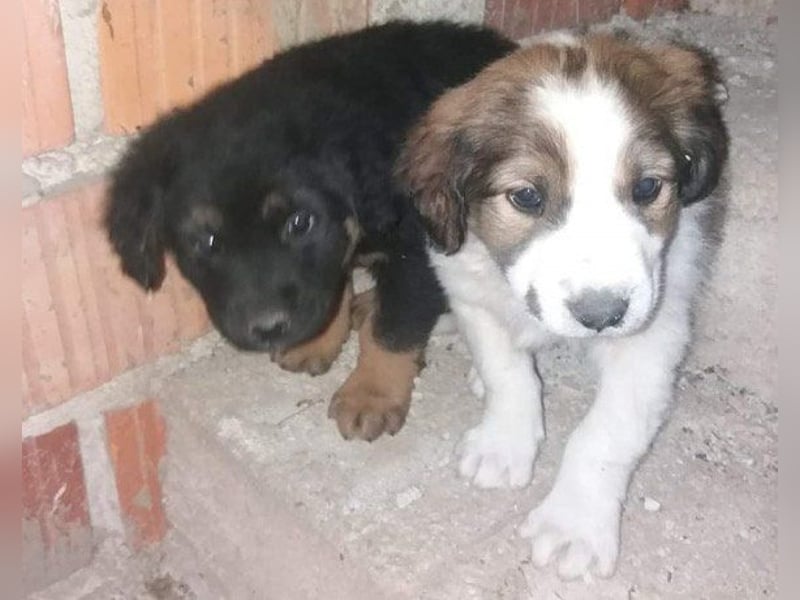 Rüde ♥ Amon ♥ braucht Liebe und Erfahrung