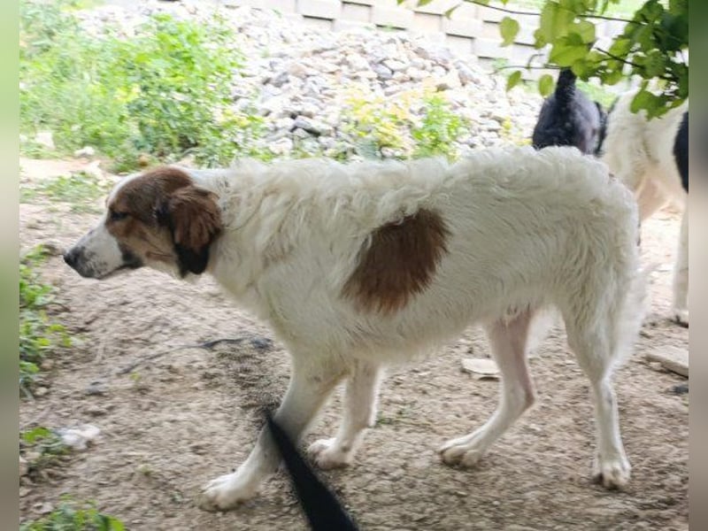 Tornjak-Mix-Jungrüde ♥ Amon ♥ braucht Liebe, Erfahrung und Vertrauen