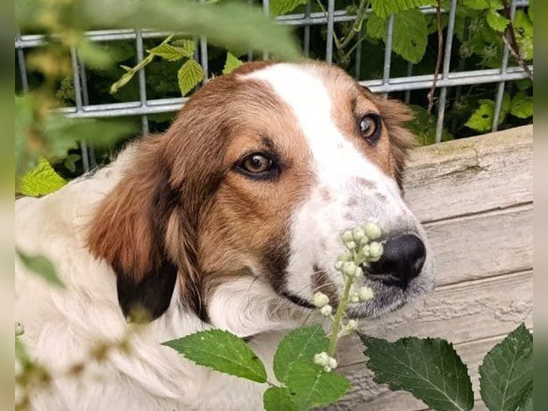 Rüde ♥ Amon ♥ braucht Liebe und Erfahrung