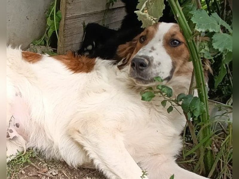 Rüde ♥ Amon ♥ braucht Liebe und Erfahrung