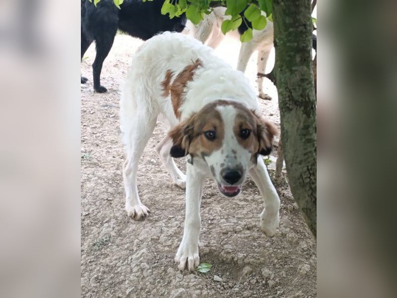 Rüde ♥ Amon ♥ braucht Liebe und Erfahrung