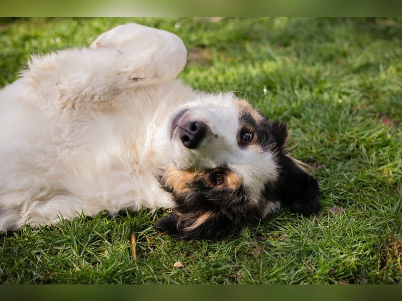 BOOMER - wer schenkt dem großen Jungen mit dem großen Herz ein liebevolles Zuhause?