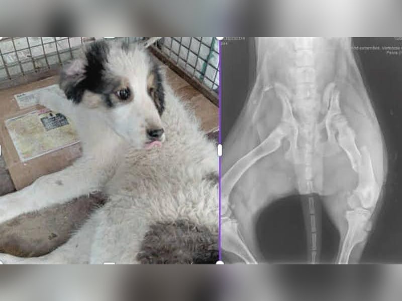 BOOMER - wer schenkt dem großen Jungen mit dem großen Herz ein liebevolles Zuhause?