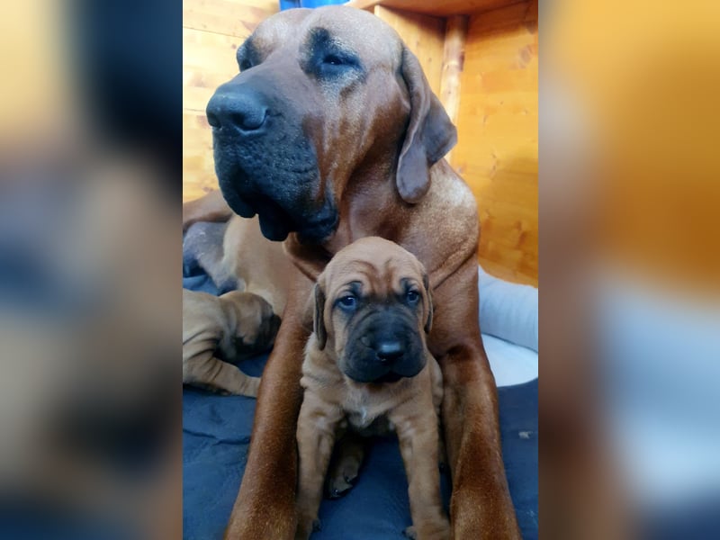 Reinrassige Tosa Inu Welpen