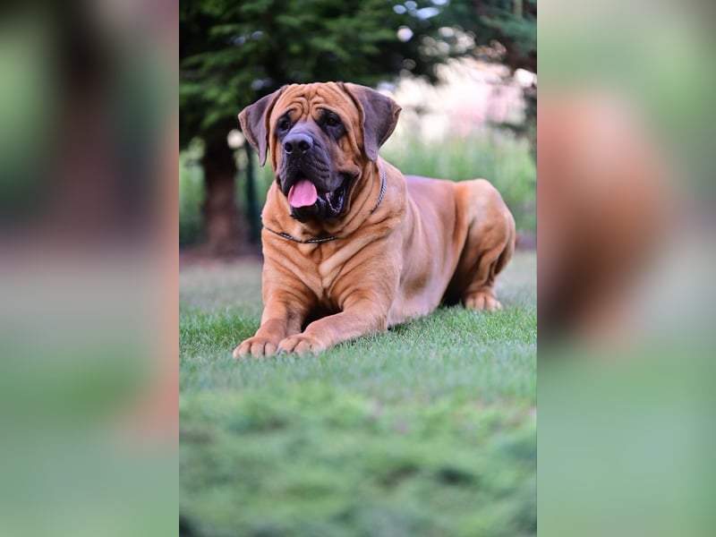 Reinrassige Tosa Inu Welpen