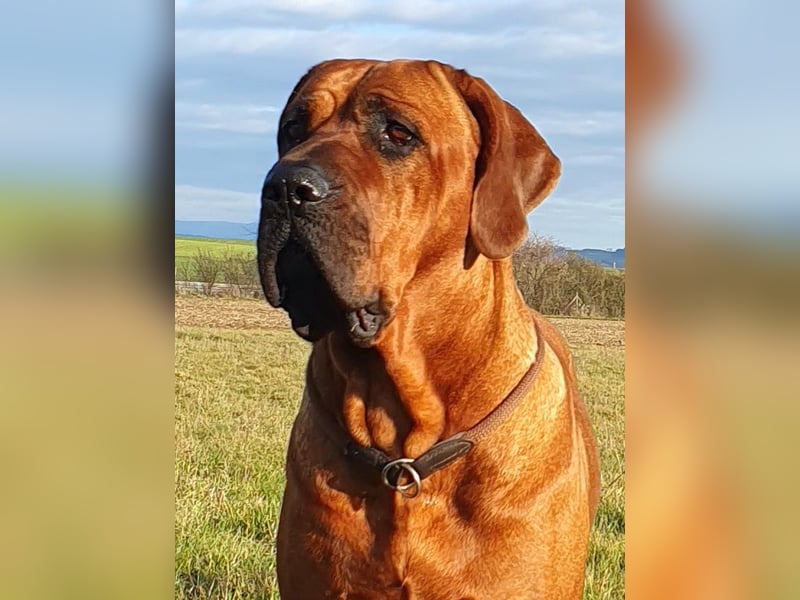 Reinrassige Tosa Inu Welpen