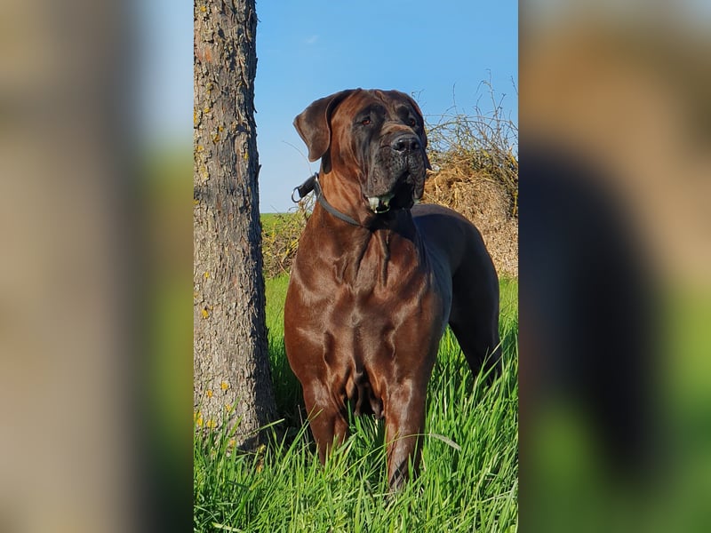 Reinrassige Tosa Inu Welpen