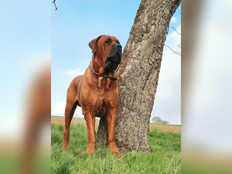 Reinrassige Tosa Inu Welpen