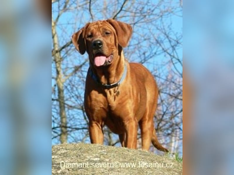 Tosa inu - reinrassige Welpen März - April 2026