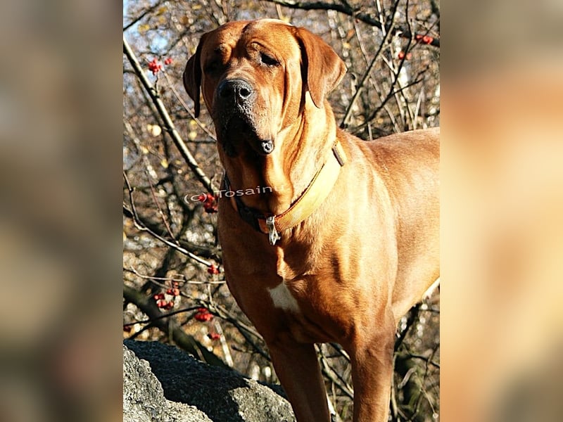 Tosa inu - reinrassige Welpen März - April 2026