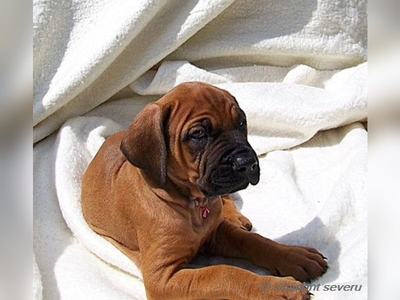 Tosa inu - reinrassige Welpen März - April 2026