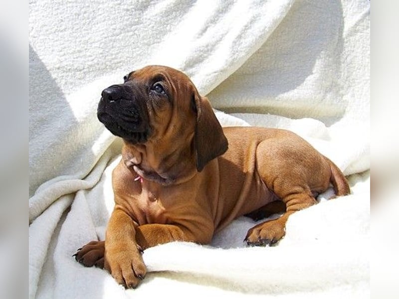 Tosa inu - reinrassige Welpen März - April 2026