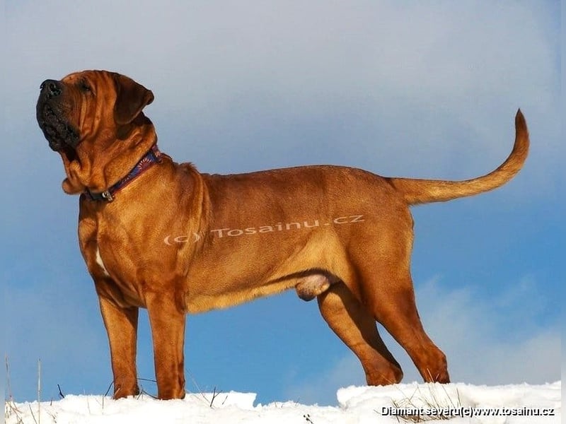 Tosa inu - reinrassige Welpen Herbst/Winter 2025