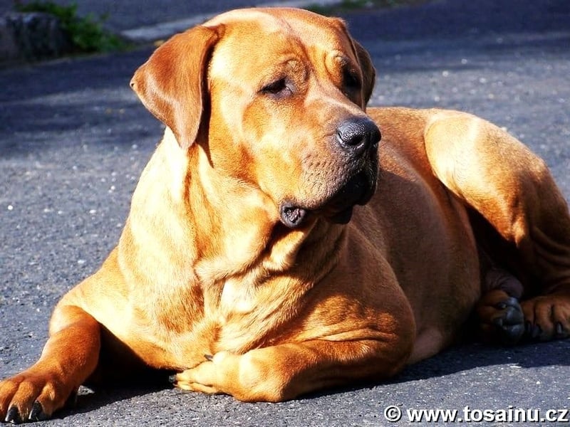 Tosa inu - reinrassige Welpen März - April 2026