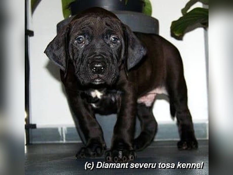 Tosa inu - reinrassige Welpen März - April 2026