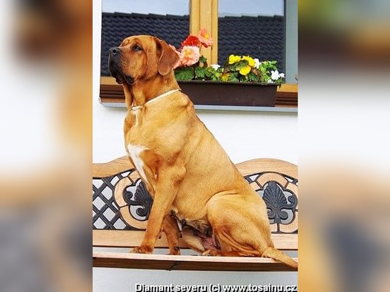 Tosa inu - reinrassige Welpen März - April 2026