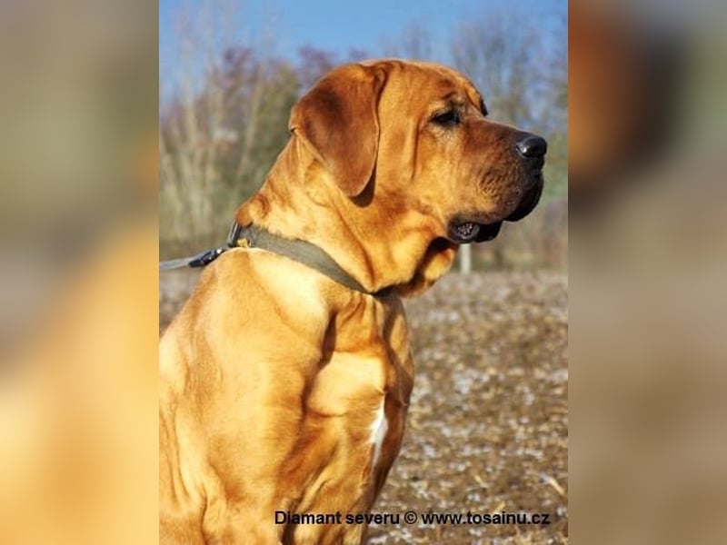 Tosa inu - reinrassige Welpen März - April 2026