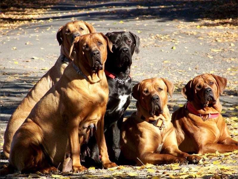 Tosa inu - reinrassige Welpen Herbst/Winter 2025