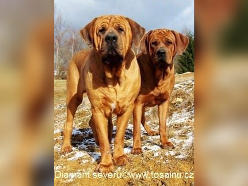 Tosa inu - reinrassige Welpen März - April 2026