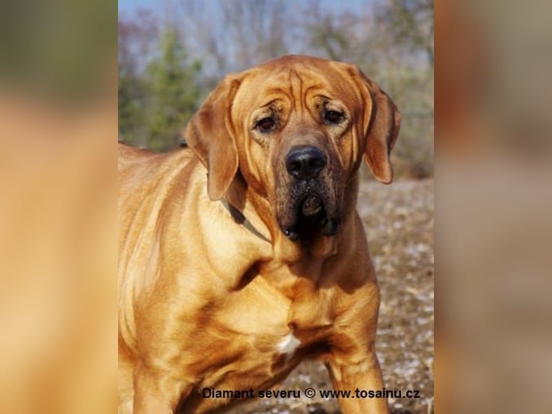 Tosa inu - reinrassige Welpen