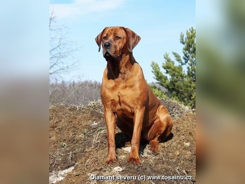 Tosa inu - reinrassige Welpen