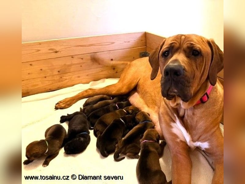 Tosa inu - reinrassige Welpen