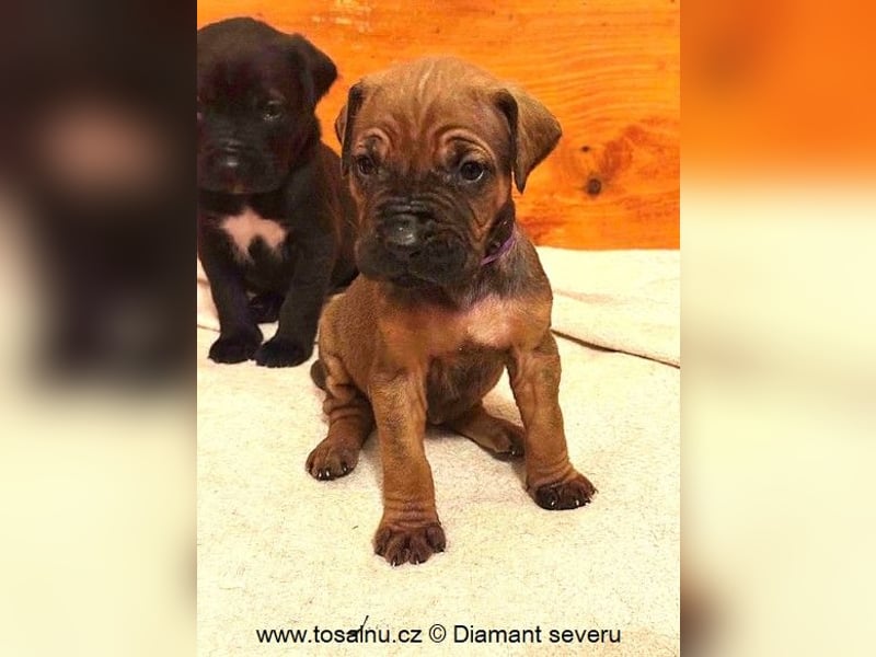 Tosa inu - reinrassige Welpen