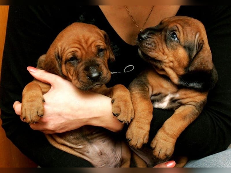 Tosa inu - reinrassige Welpen