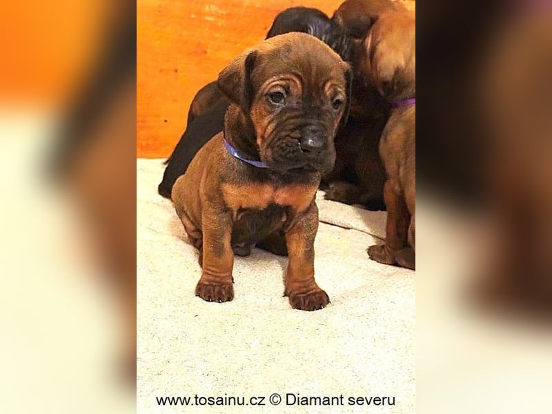 Tosa inu - reinrassige Welpen