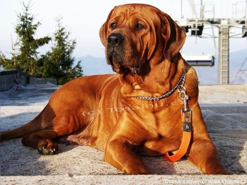 Tosa inu - reinrassige Welpen