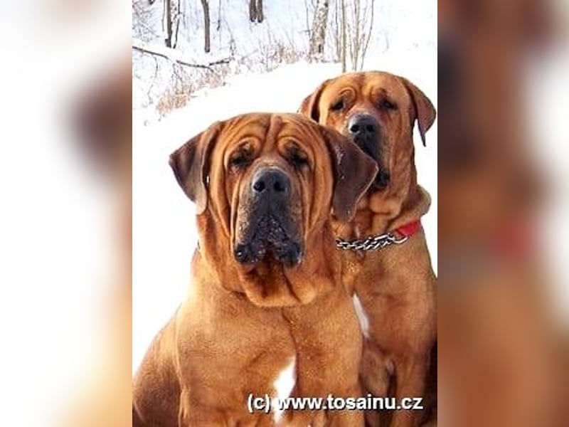 Tosa inu - reinrassige Welpen