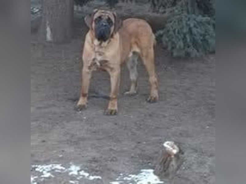 Tosa Inu zu verkaufen