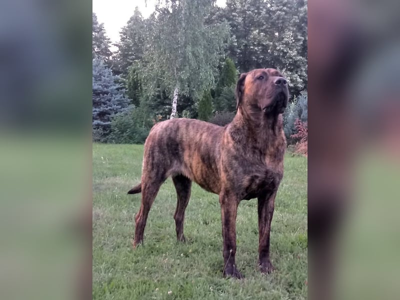 Tosa Inu zu verkaufen