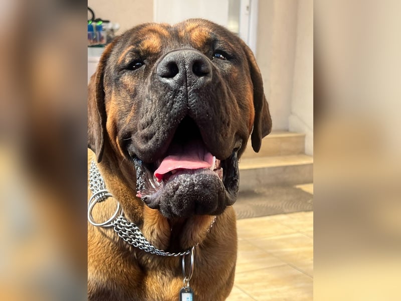 Tosa Inu zu verkaufen