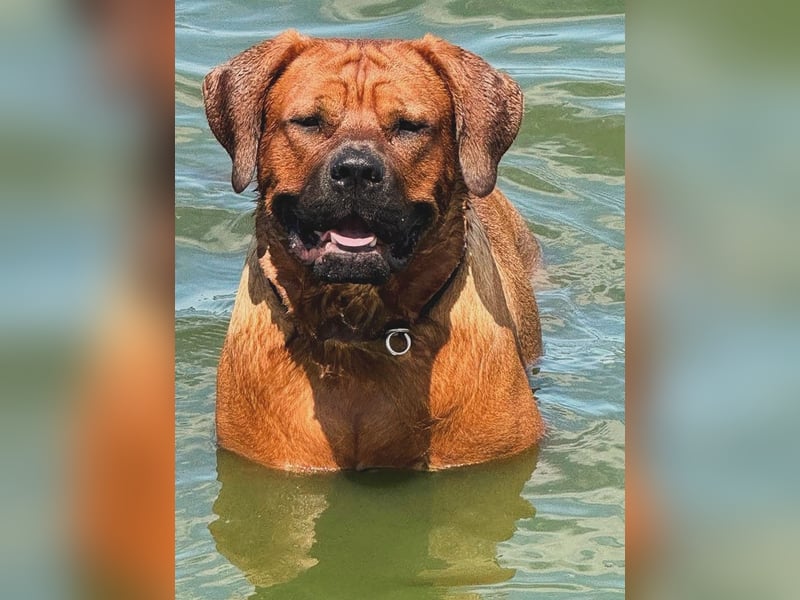 Tosa Inu zu verkaufen