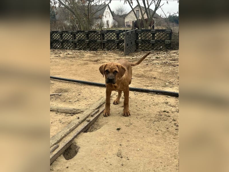 Tosa Inu zu verkaufen