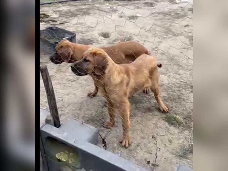 Tosa Inu zu verkaufen