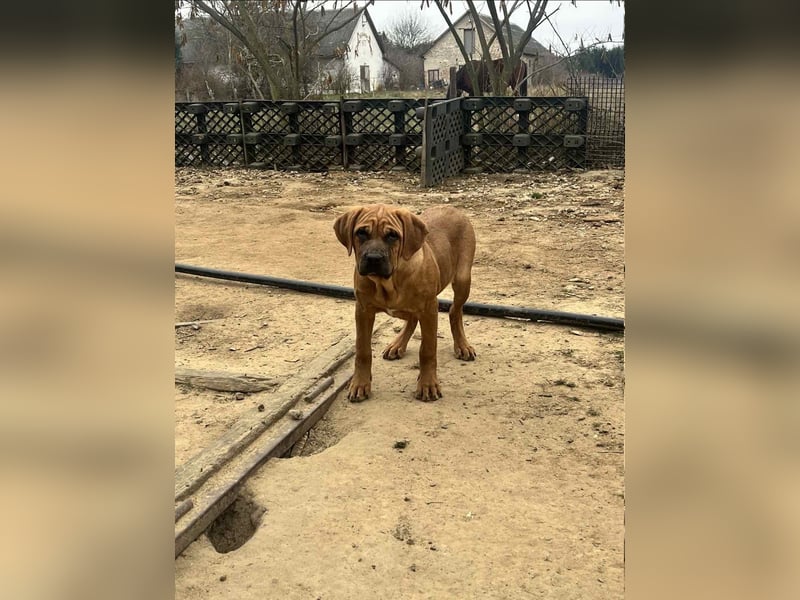 Tosa Inu zu verkaufen