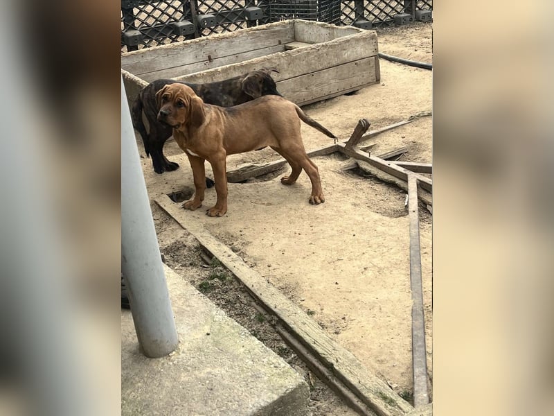 Tosa Inu zu verkaufen