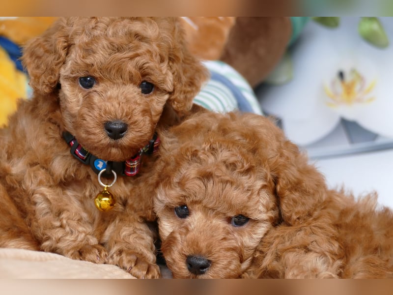 Schöne Toypudel/Zwergpudel Welpen mit Ahnentafel Schöne Toypudel/Zwergpudel Welpen mit Ahnentafel