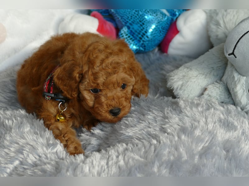 Schöne Toypudel/Zwergpudel Welpen mit Ahnentafel Schöne Toypudel/Zwergpudel Welpen mit Ahnentafel