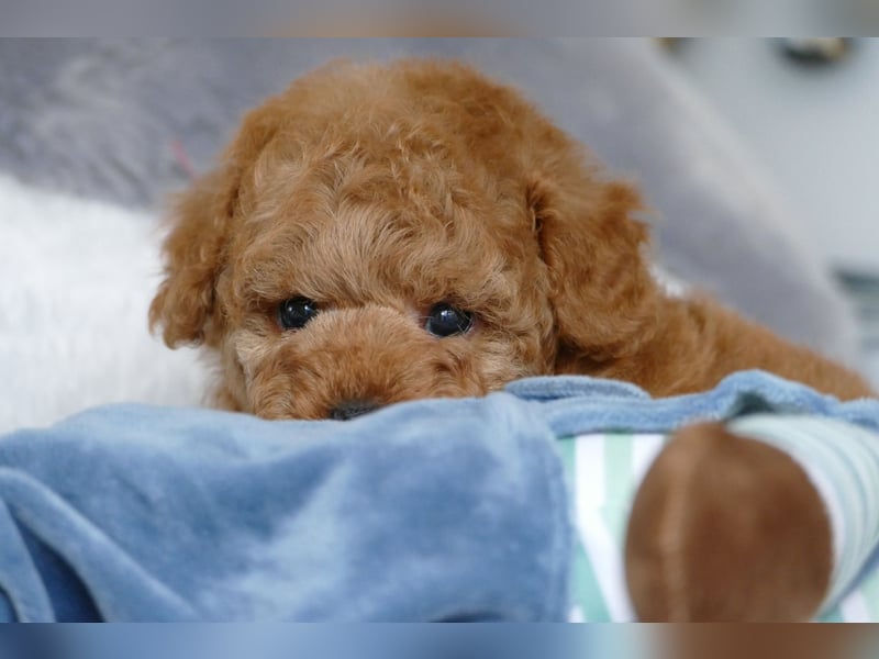 Schöne Toypudel/Zwergpudel Welpen mit Ahnentafel Schöne Toypudel/Zwergpudel Welpen mit Ahnentafel