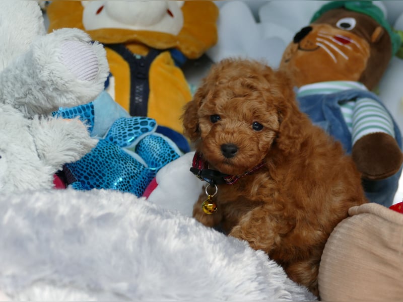 Schöne Toypudel/Zwergpudel Welpen mit Ahnentafel Schöne Toypudel/Zwergpudel Welpen mit Ahnentafel
