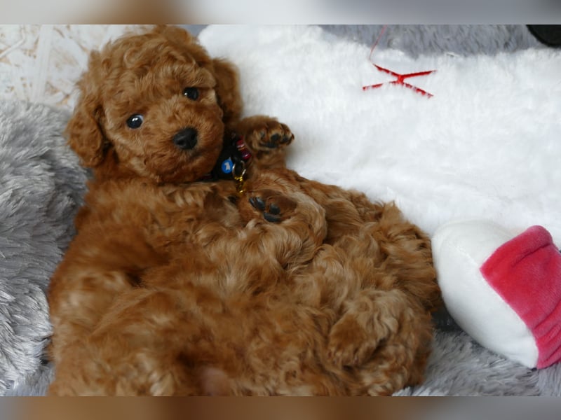 Schöne Toypudel/Zwergpudel Welpen mit Ahnentafel Schöne Toypudel/Zwergpudel Welpen mit Ahnentafel