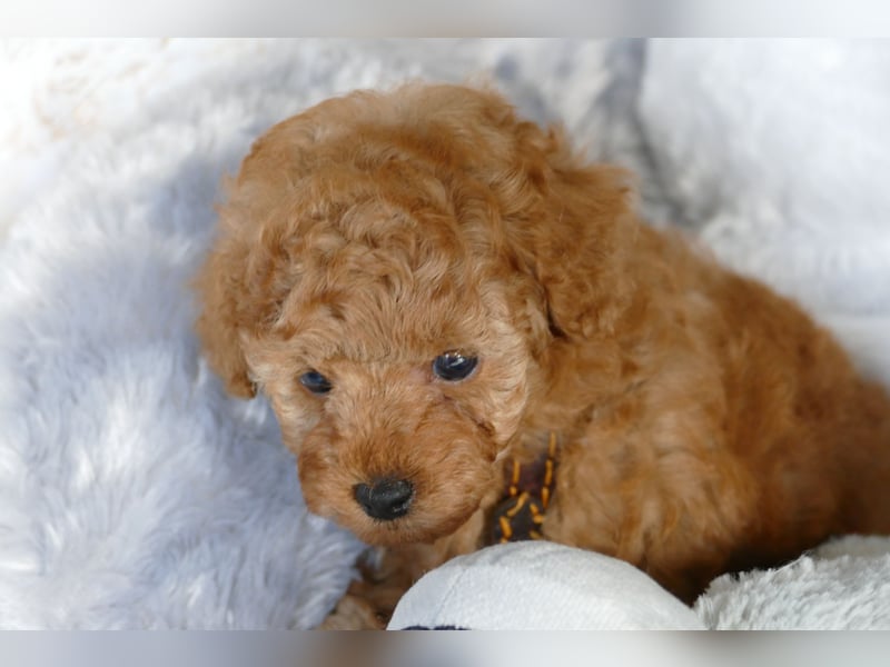 Schöne Toypudel/Zwergpudel Welpen mit Ahnentafel Schöne Toypudel/Zwergpudel Welpen mit Ahnentafel